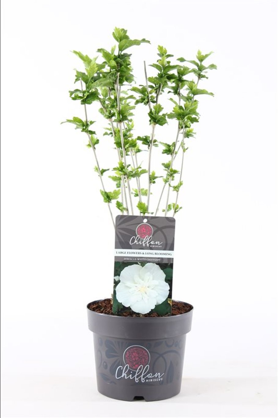 Hibiscus syr. 'China Chiffon'® - C3